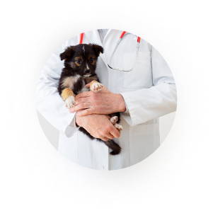 get access to licensed pet veterinarians