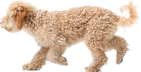 Preventative Care for Dogs