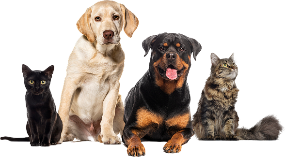 Best Pet Insurance
