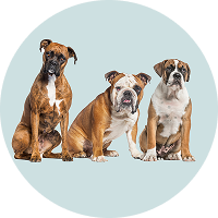 Pet Care By Breed
