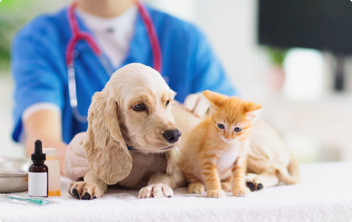 pet health conditions, dog conditions, cat conditions