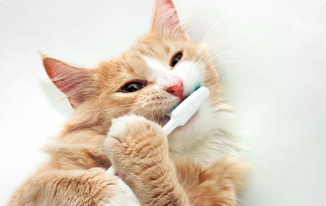 pet dental care information