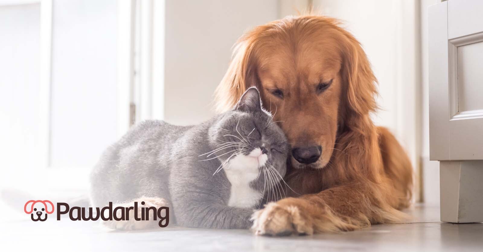 Utah Pet Insurance Pet Insurance Plans in Utah Pawdarling