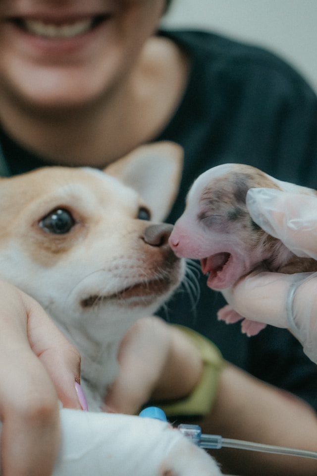  Spaying and Neutering for Dogs and Cats