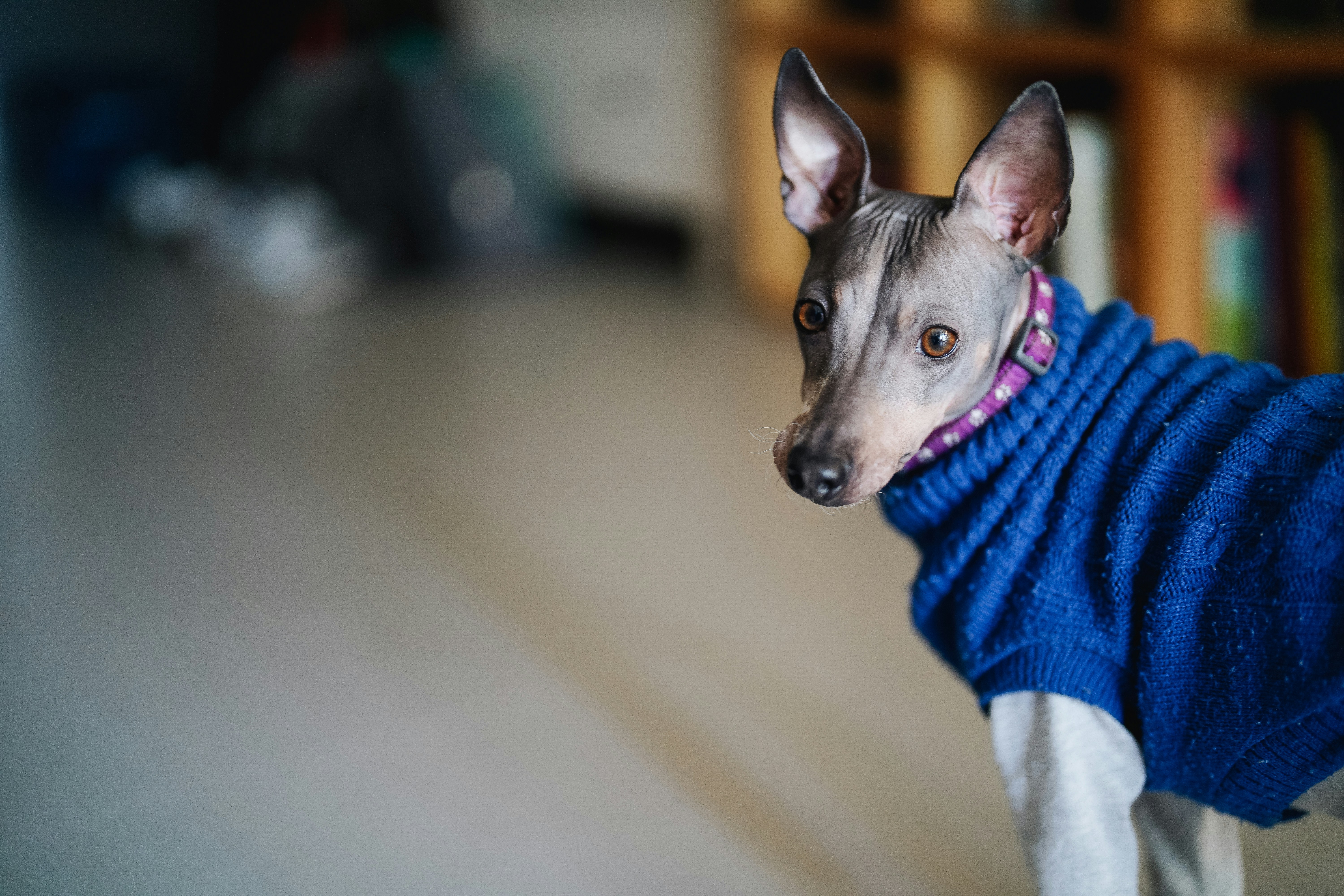 American Hairless Terrier