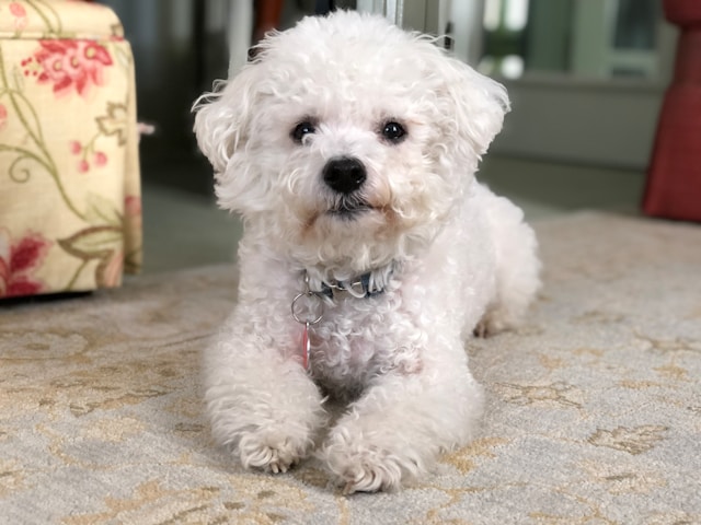 Bichon Frise Dog