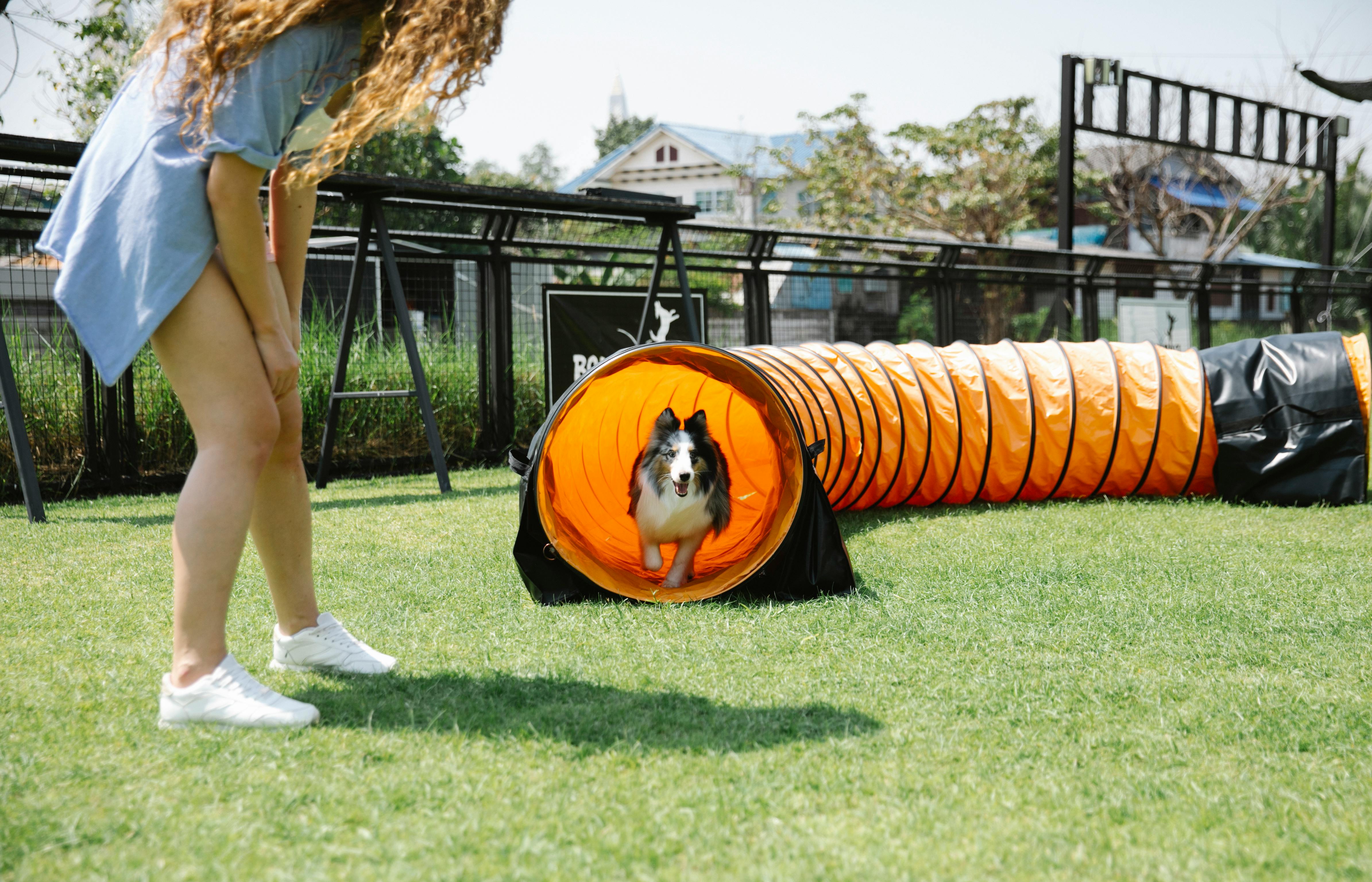 10 Fun Workouts to Try with Your Dog