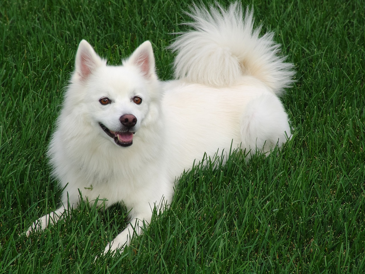 American Eskimo Dog