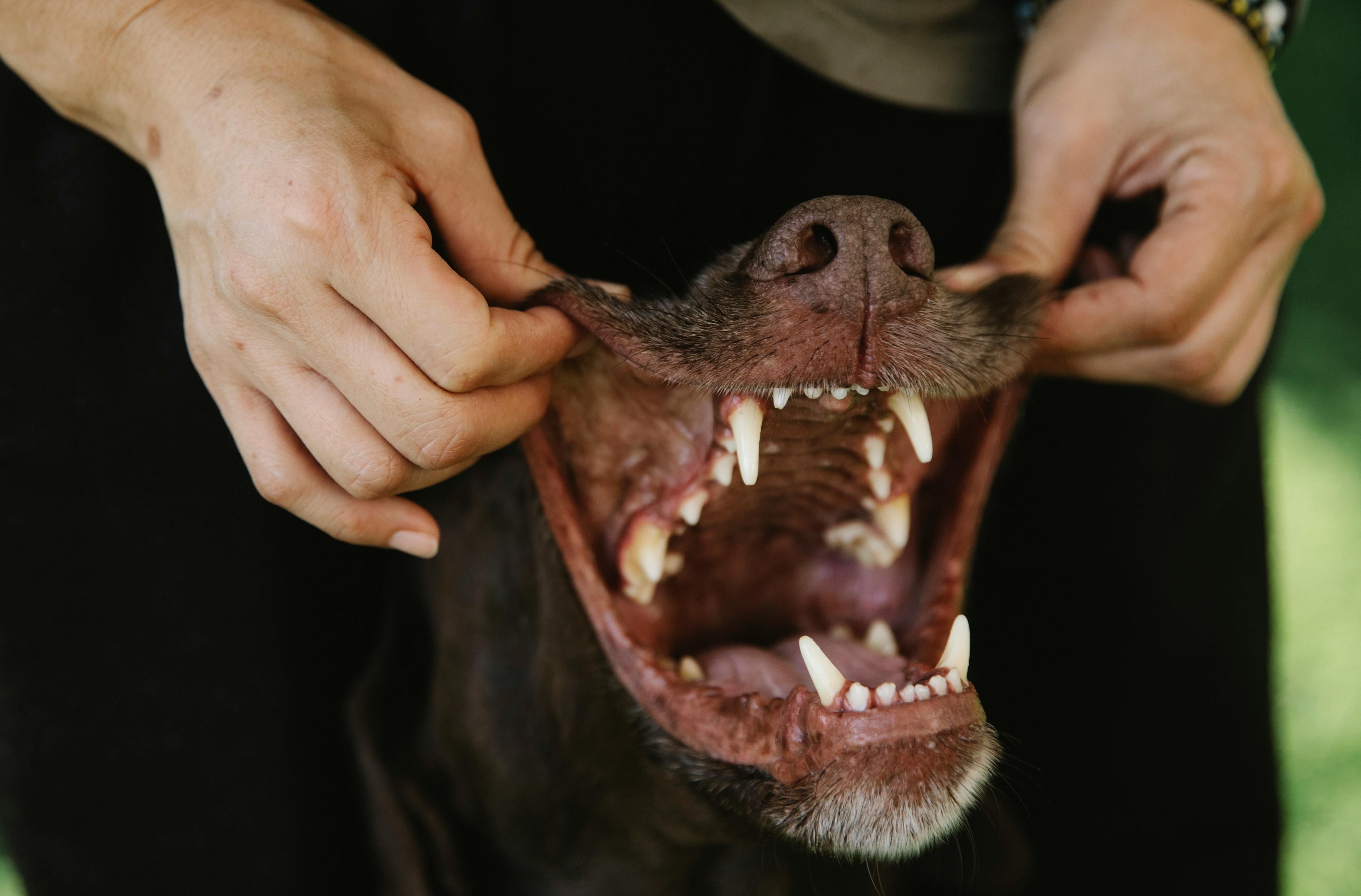 Tooth Abscess in Dogs | Pawdarling