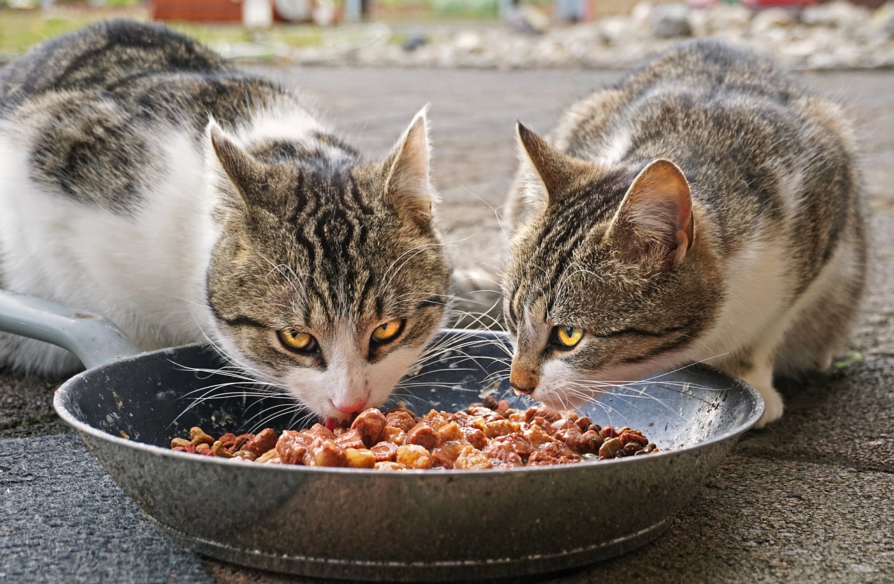 cat food information