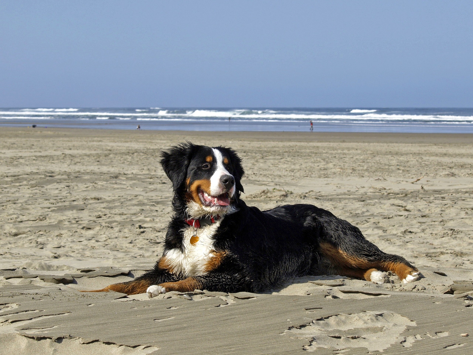 Bernese Mountain Dog