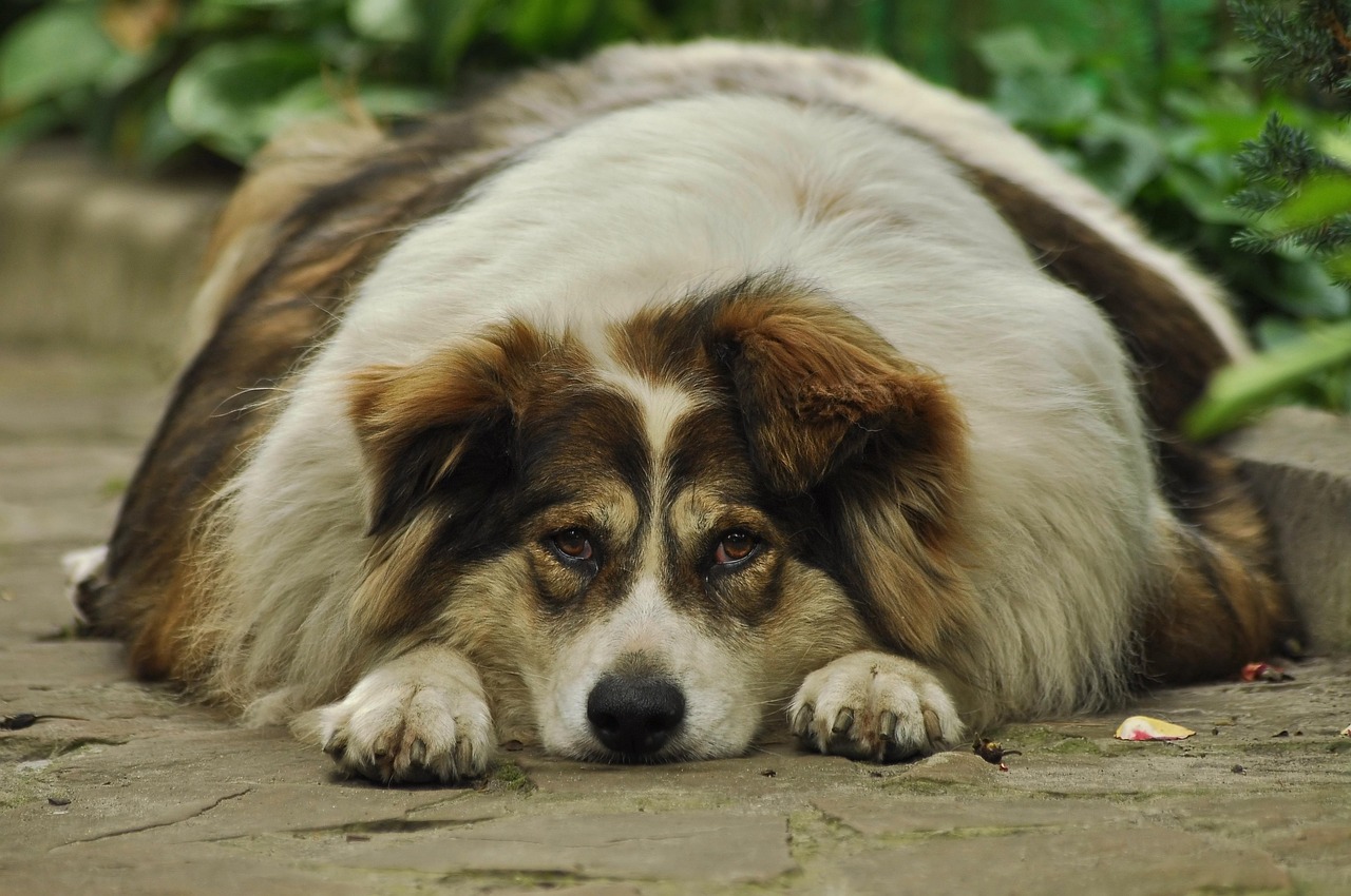 Ways To Help Your Overweight Dog