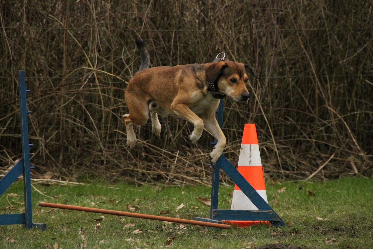 Creating a Fitness Plan for Your Canine Companion