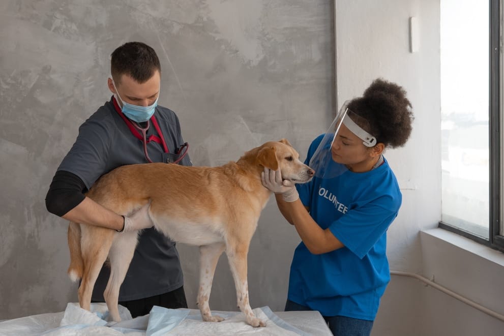 Non-Conventional Treatments & Alternative Therapies for Dogs