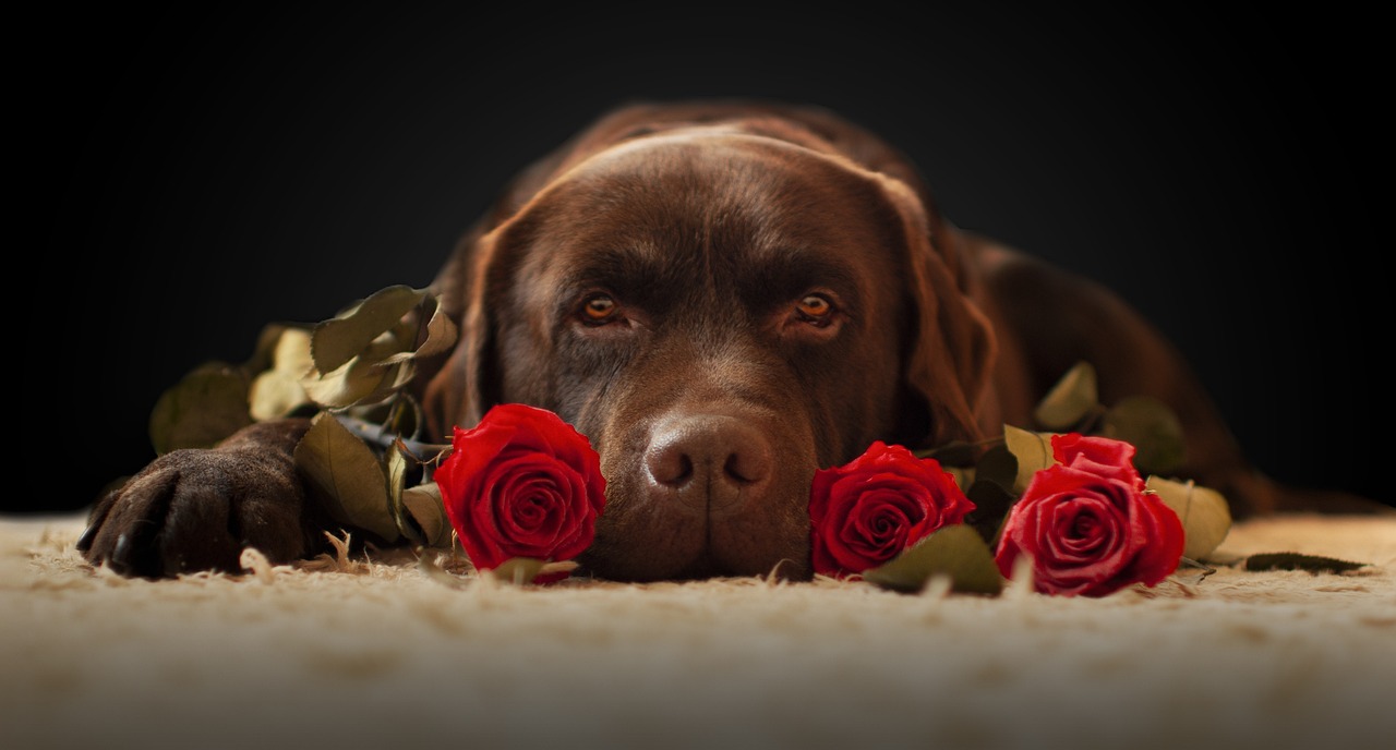 Guarding Pets from Valentine's Day Chocolate Dangers