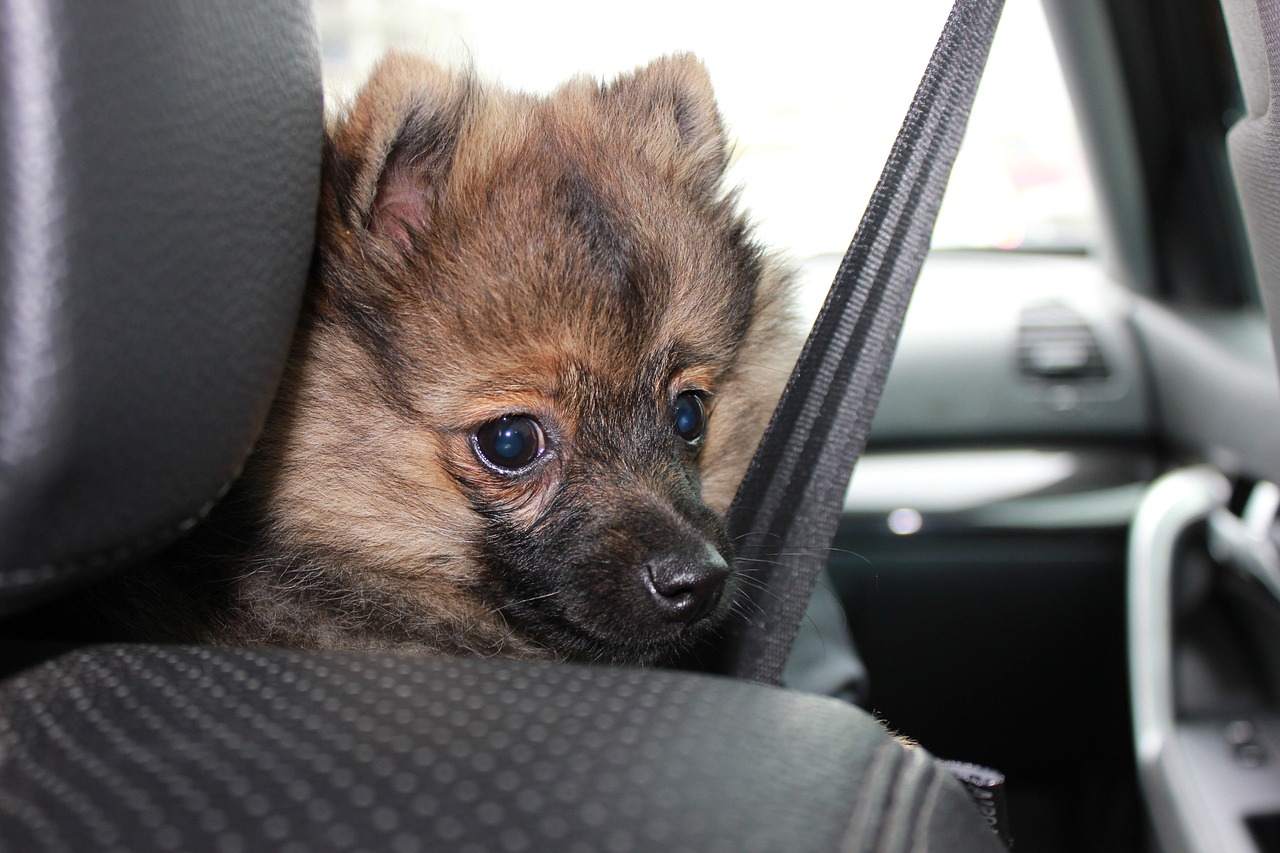 Ensuring Pet Car Safety: Pawdarling Pet Insurance Weighs In