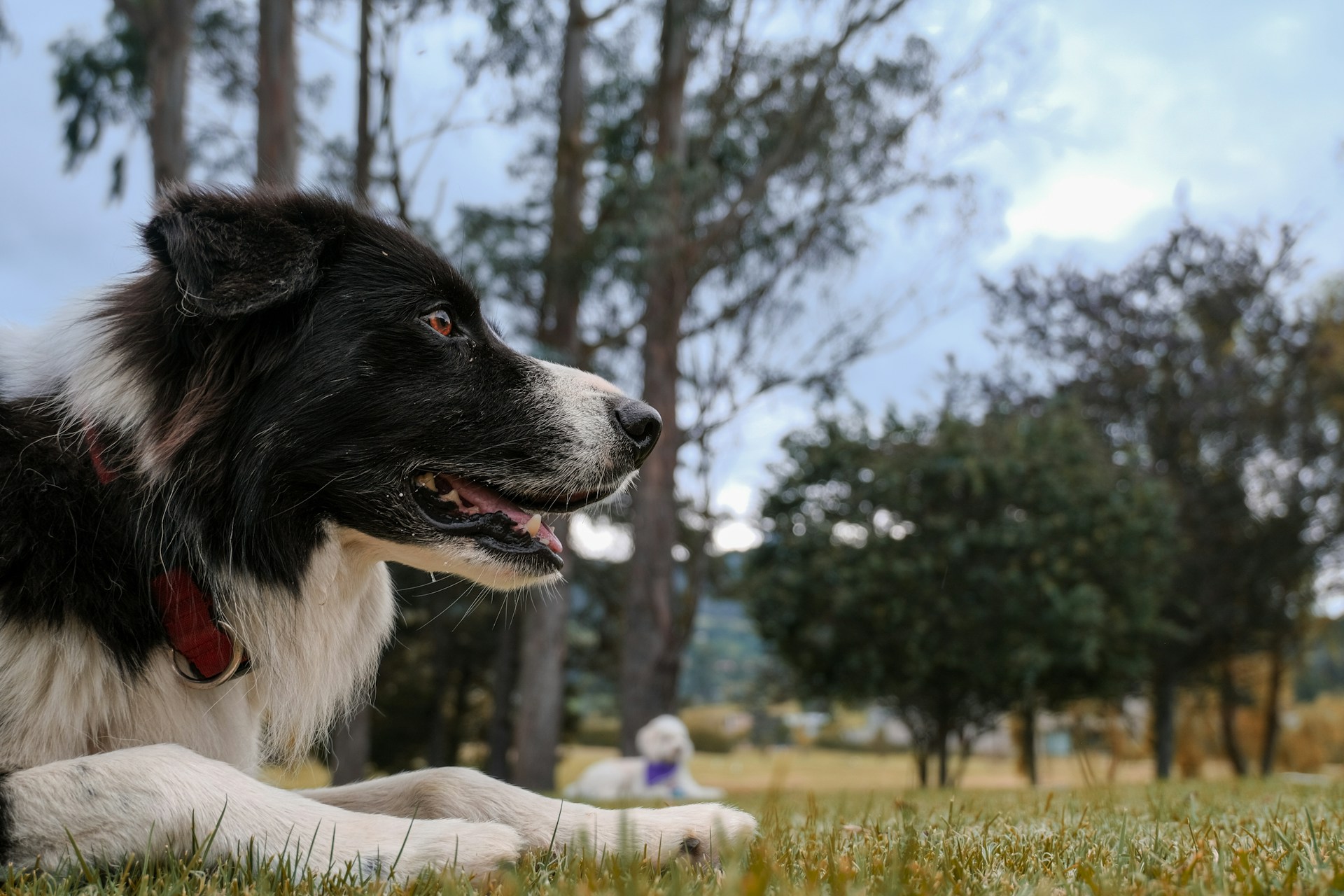 Happy Dog