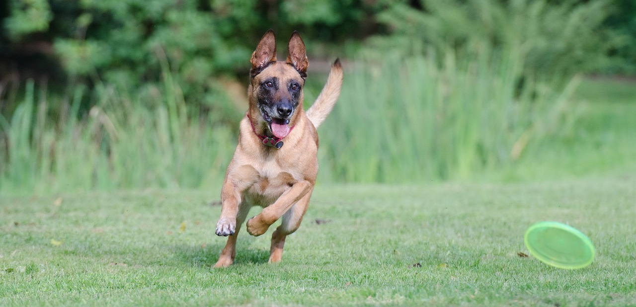 Belgian Malinois Dog