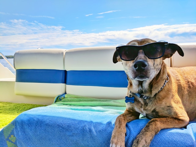 Summertime Dangers for Pets