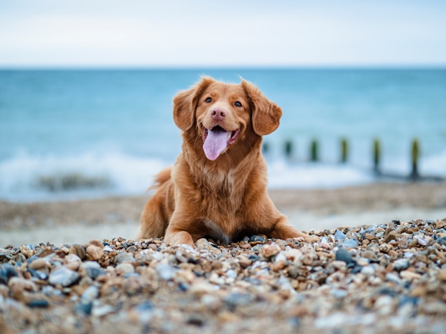 Enhancing Your Pet's Well-Being