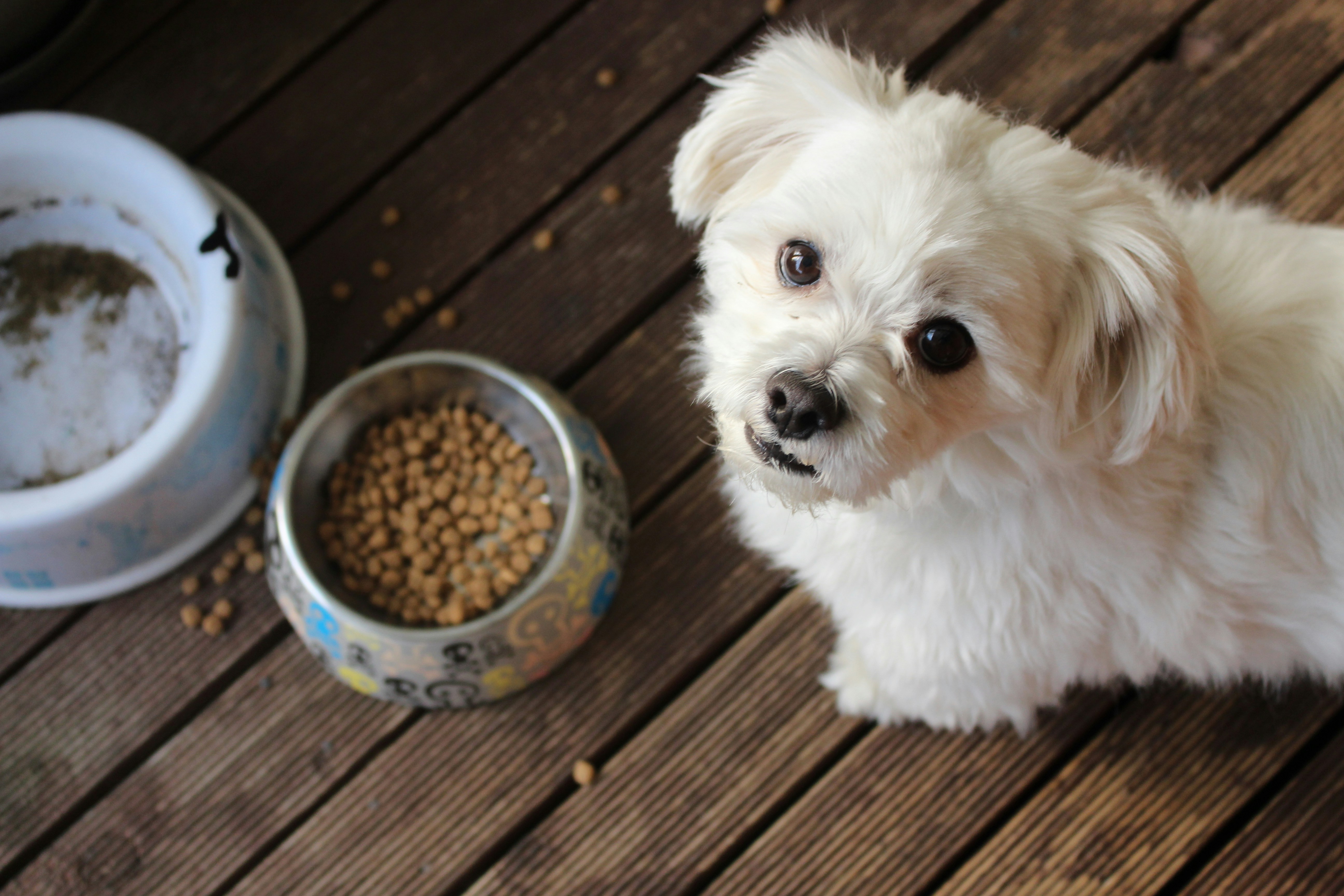 Dog Food & Dog Food Recipes