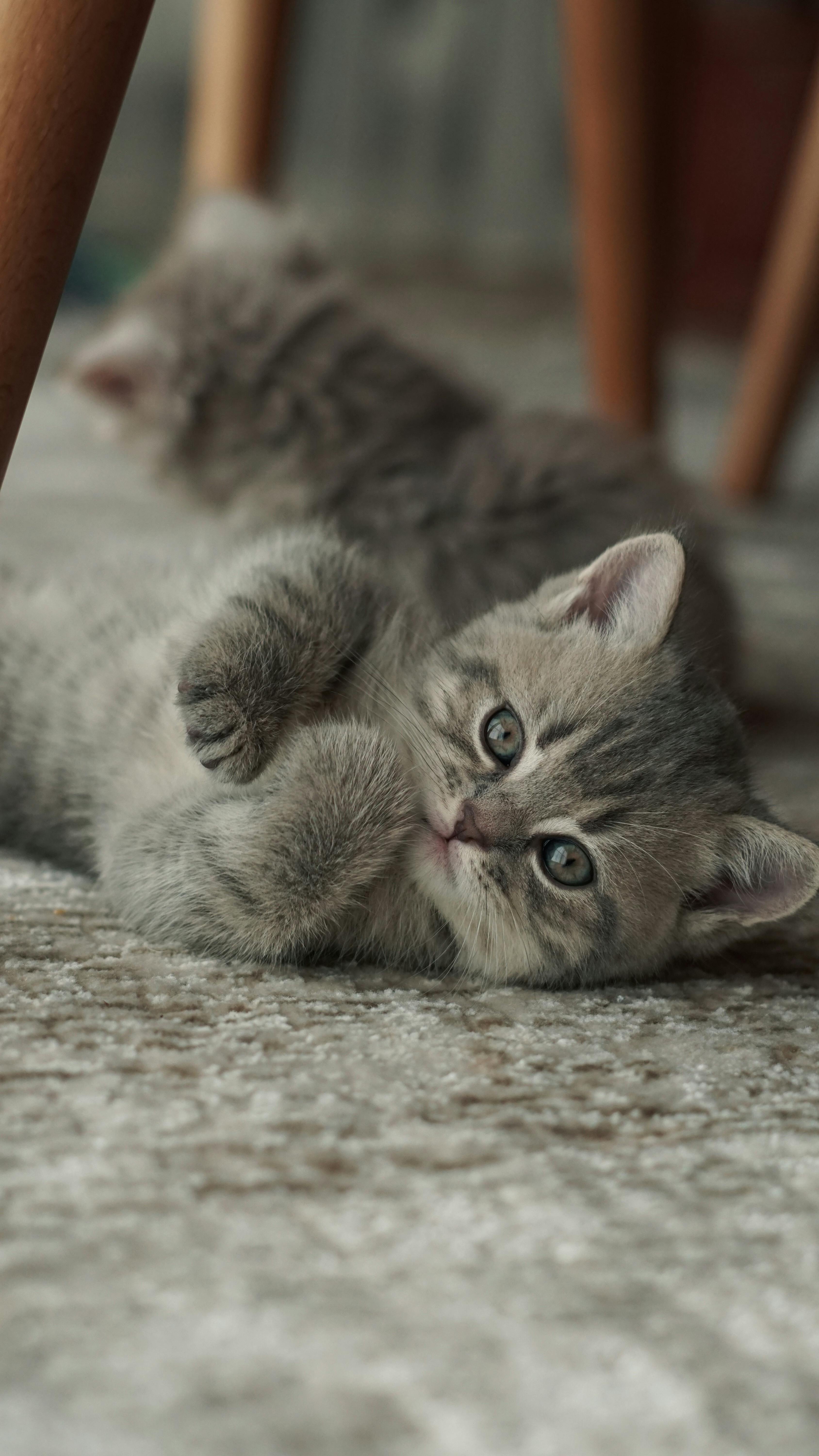 Munchkin Cat