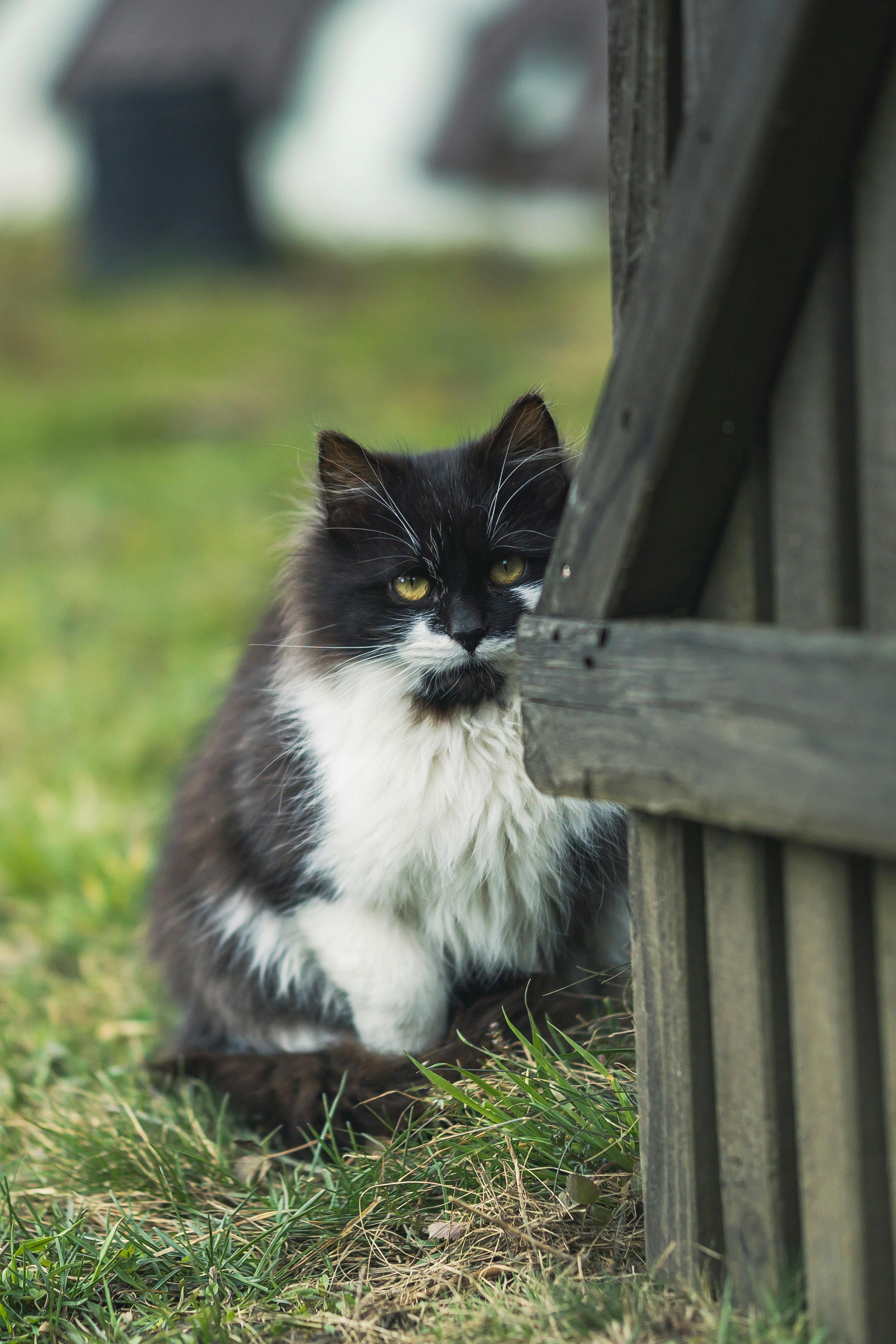 Exotic Long Hair Cat 