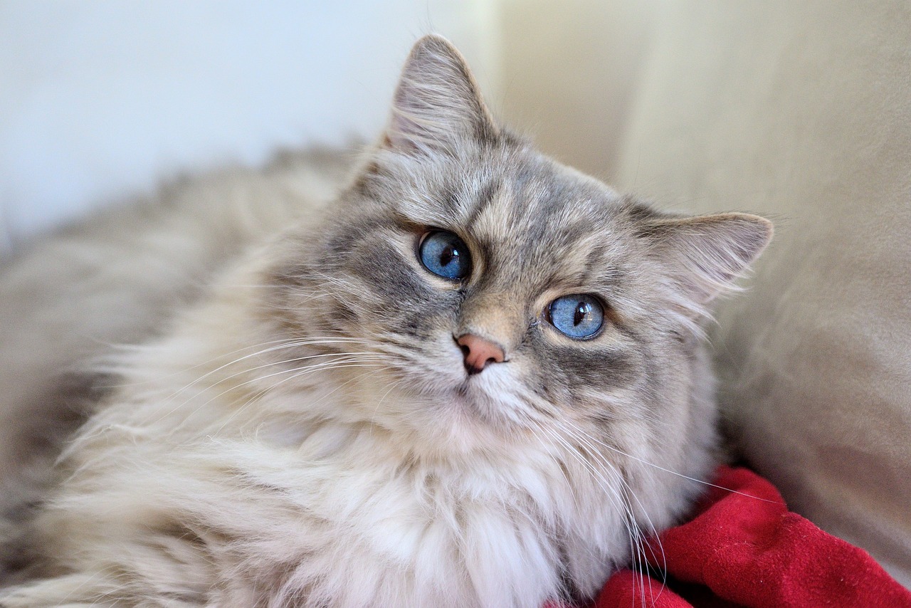 Domestic Long Hair Cat