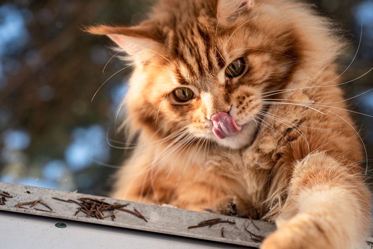 Maine Coon Cat