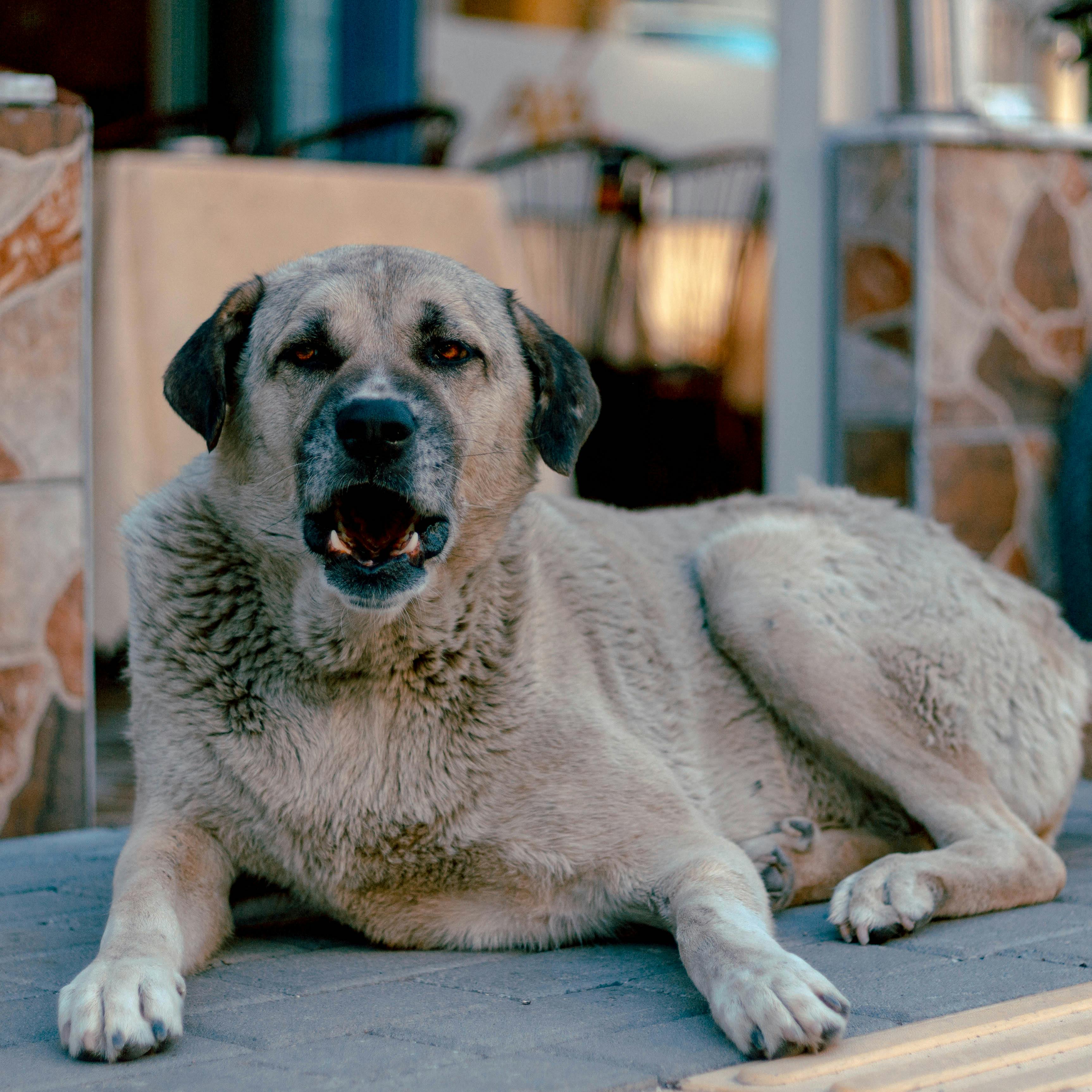 Anatolian Shepherd Dog