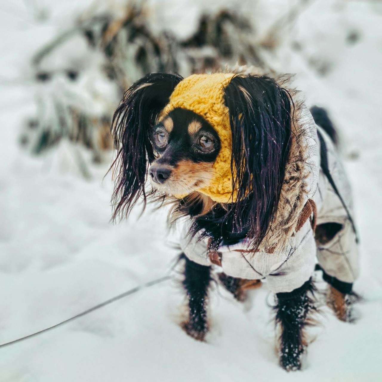 Cold Chihuahua