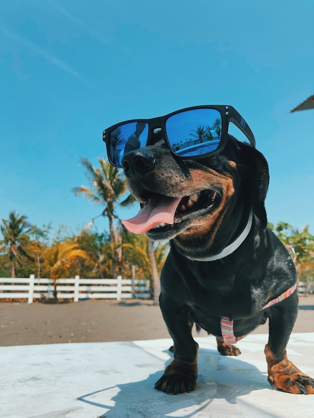 Dogs Sunburn and Harmful UV Rays