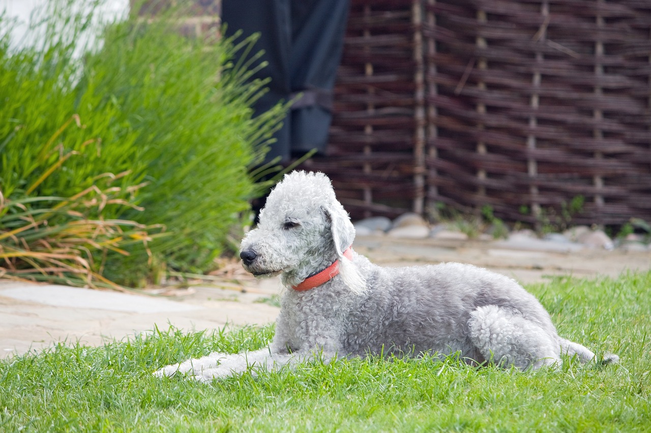 Bedlington Terrier Dog