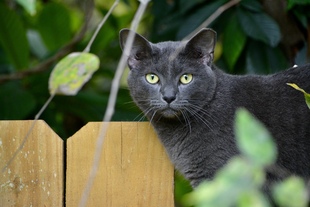 Korat Cat