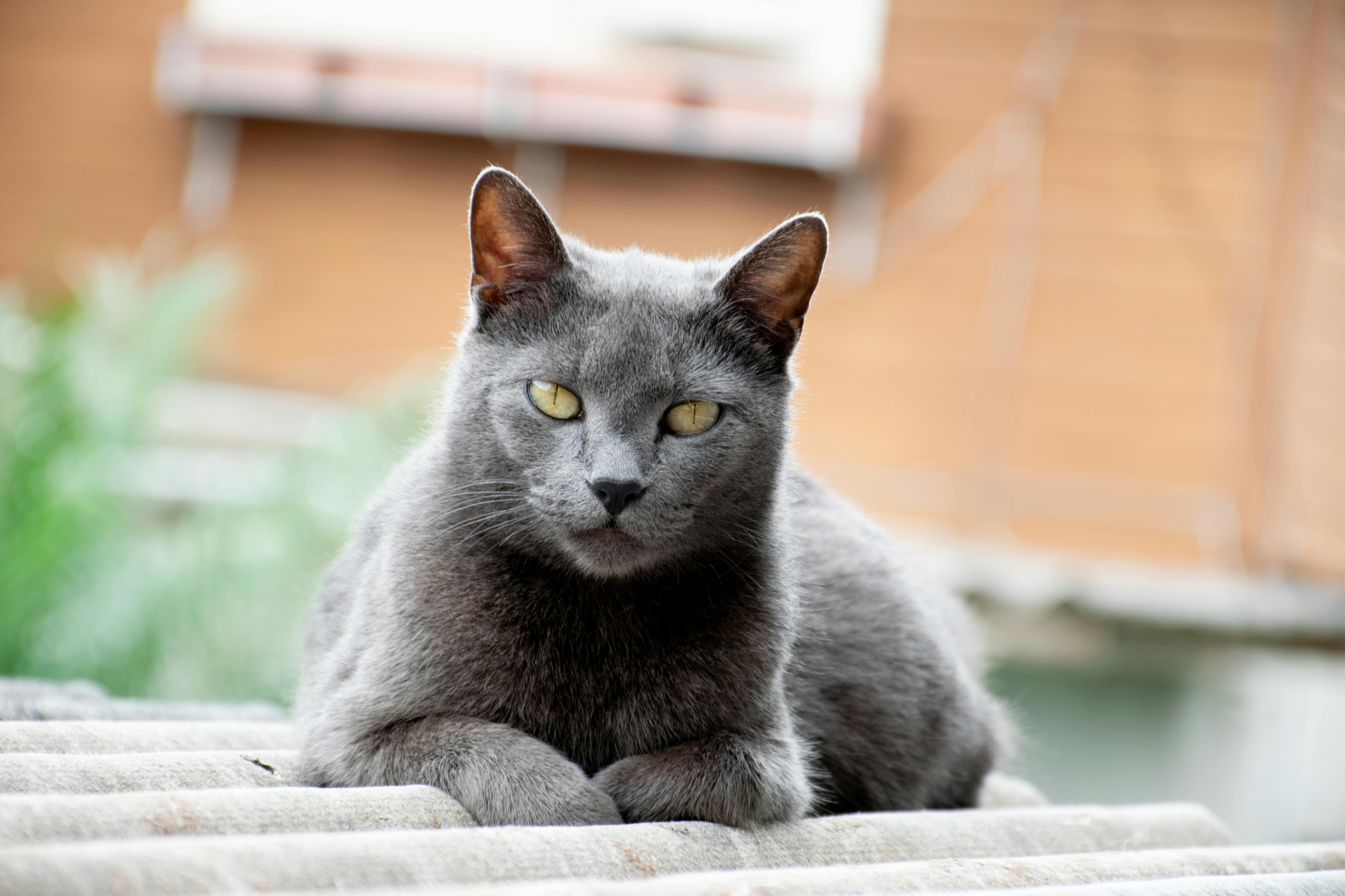 Chartreux Cat