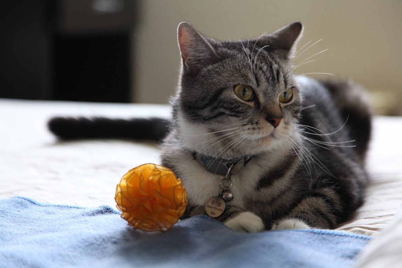 15 Indoor Cat Exercises to Keep Your Feline Friend Fit and Happy