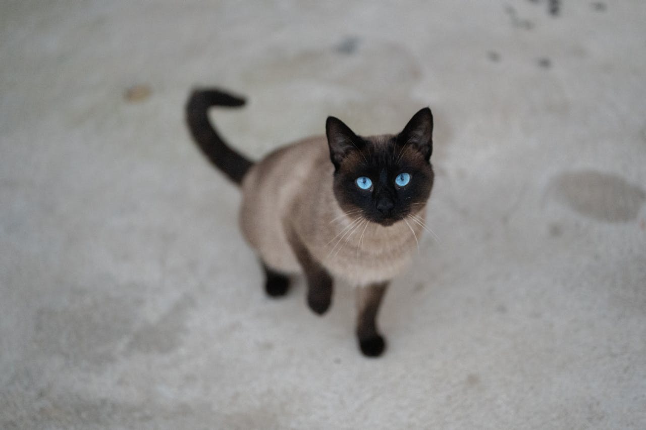 Tonkinese Cat