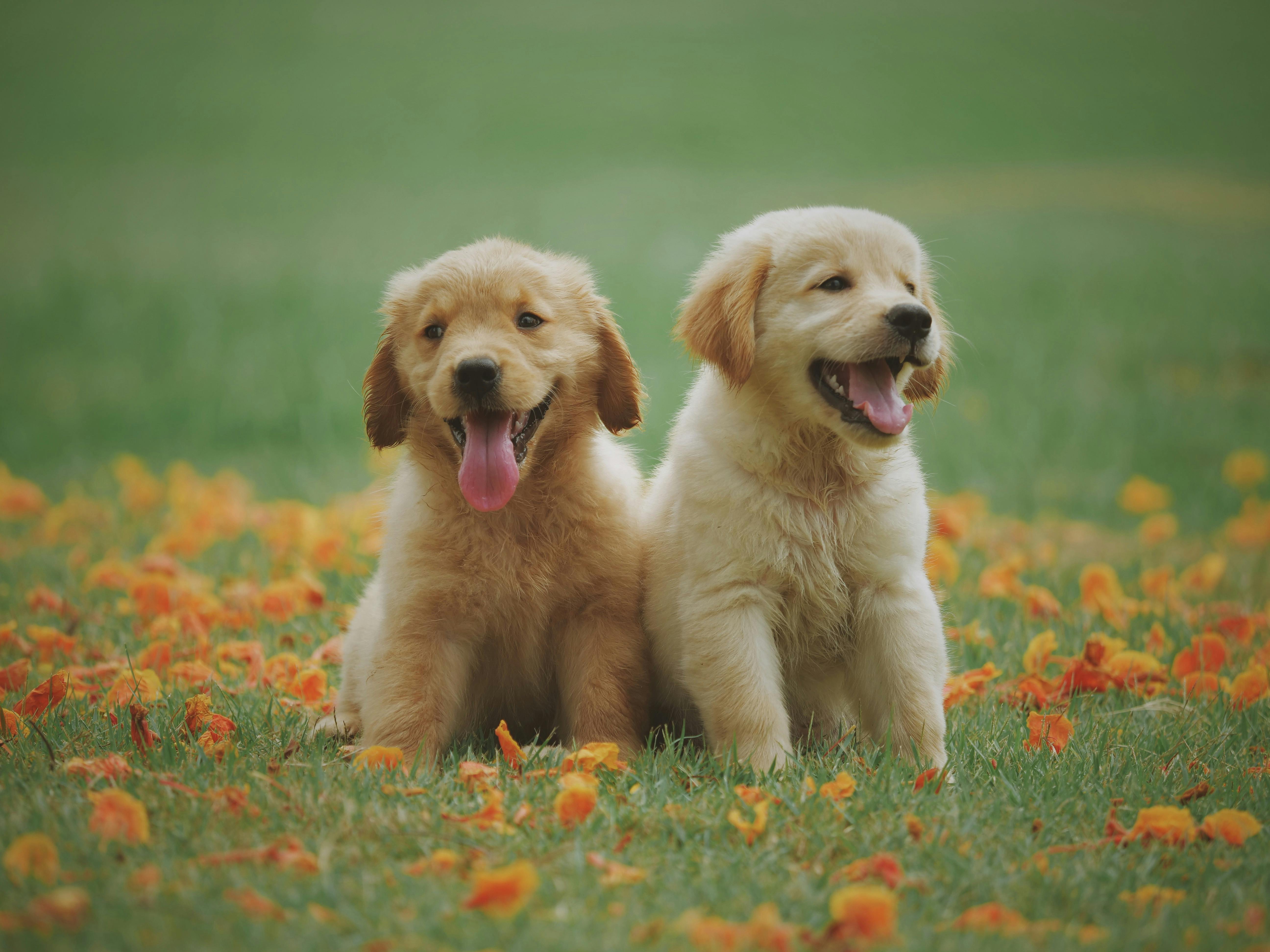 Puppy Dental Care