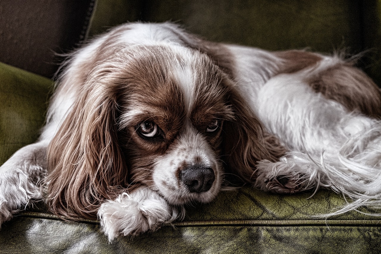 American Water Spaniel