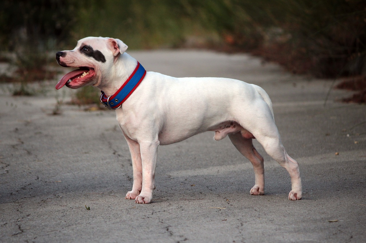 American Staffordshire Terrier