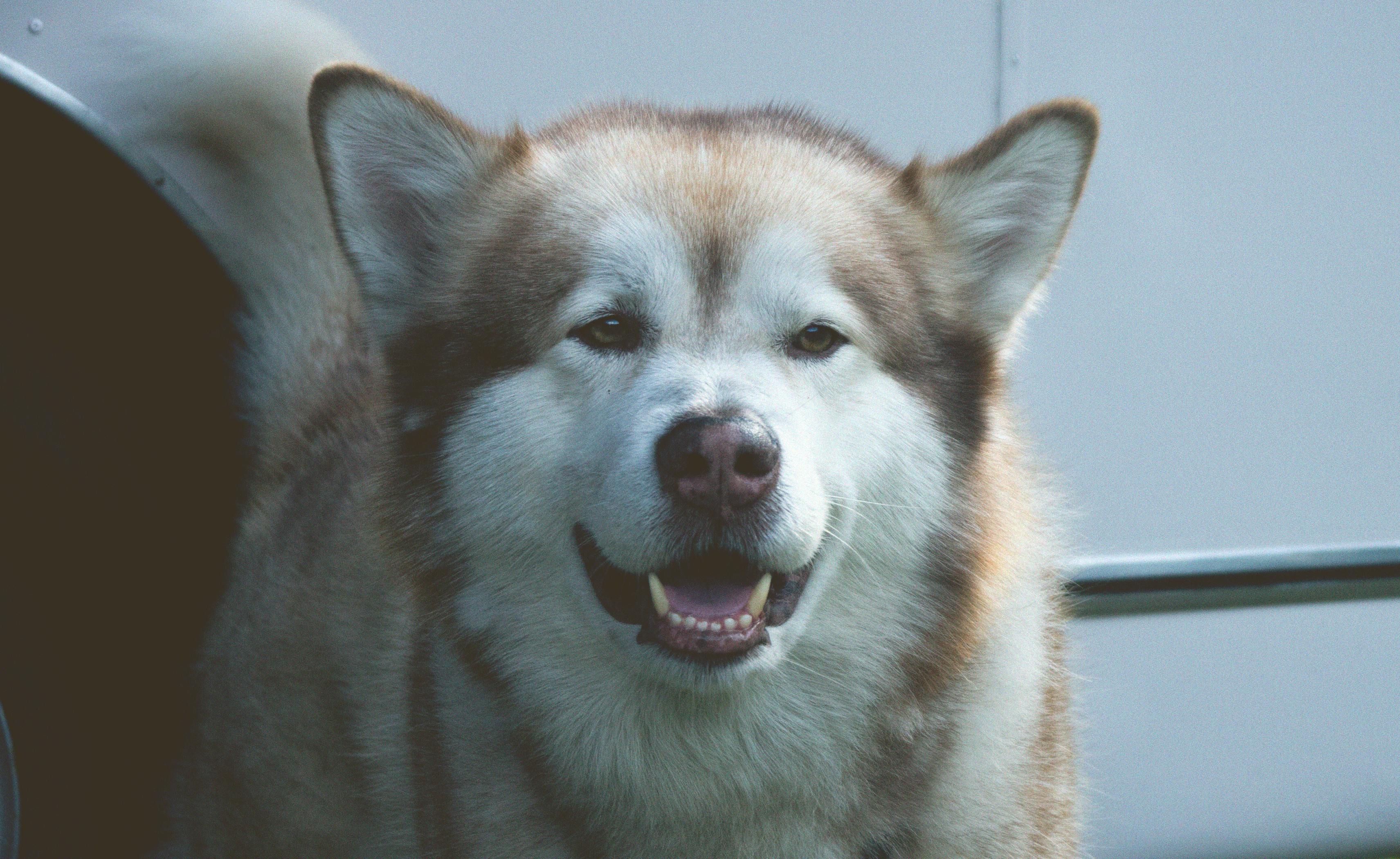 Alaskan Klee Kai Dog