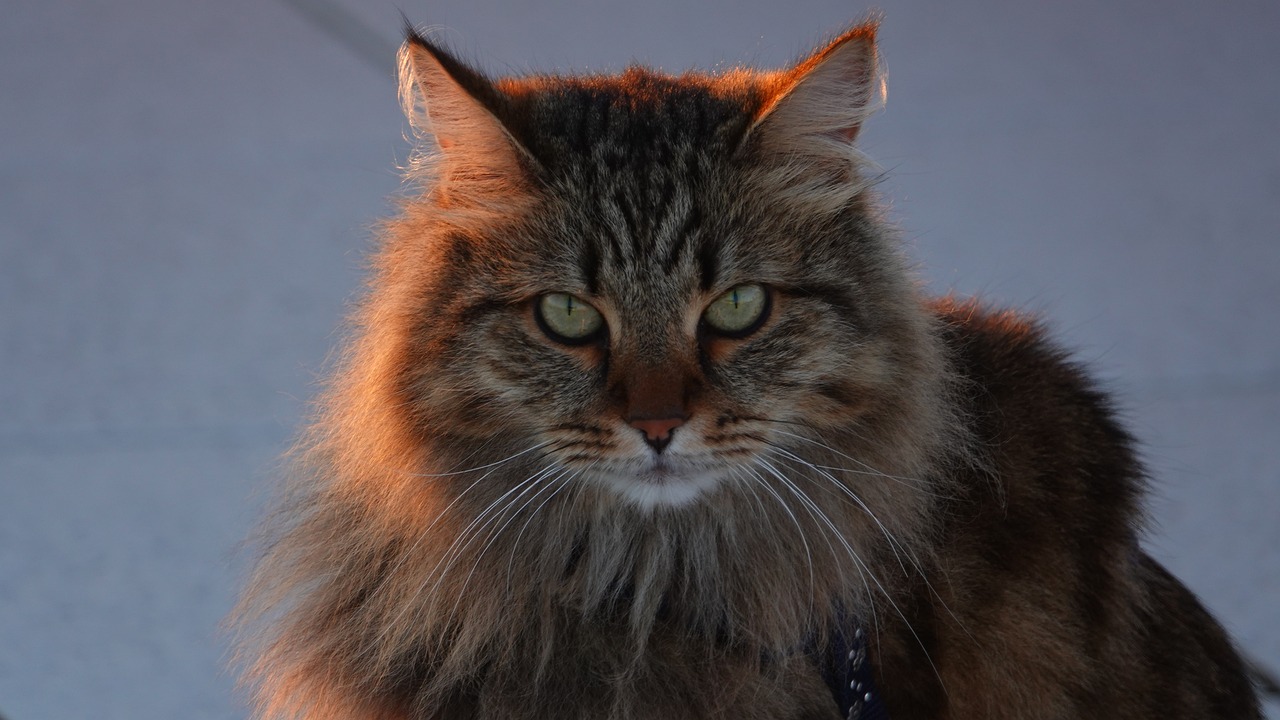 Siberian Cat