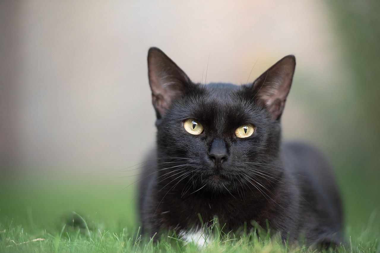 Bombay Cat