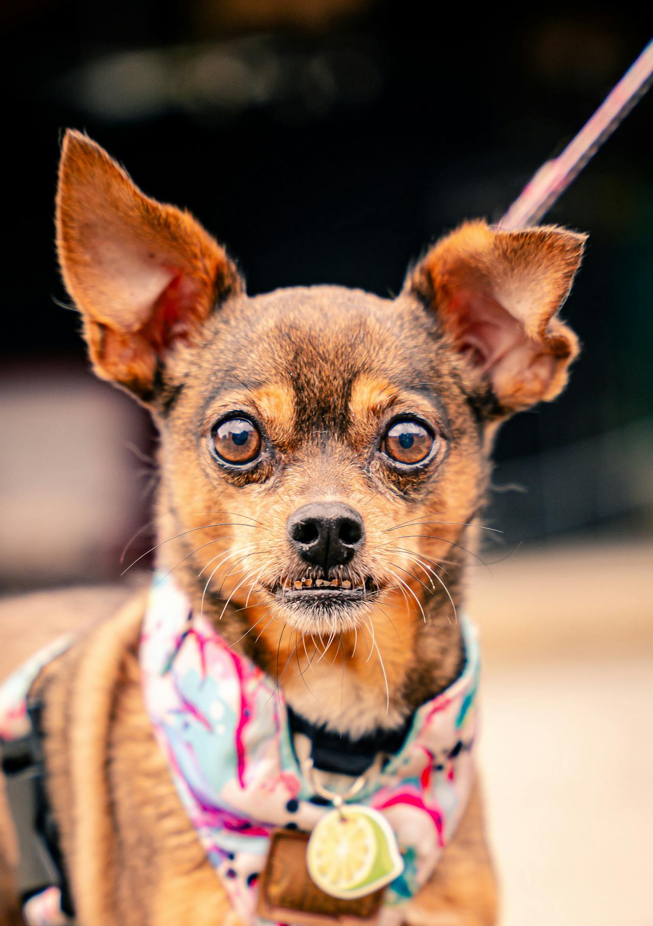 Dog Watching
