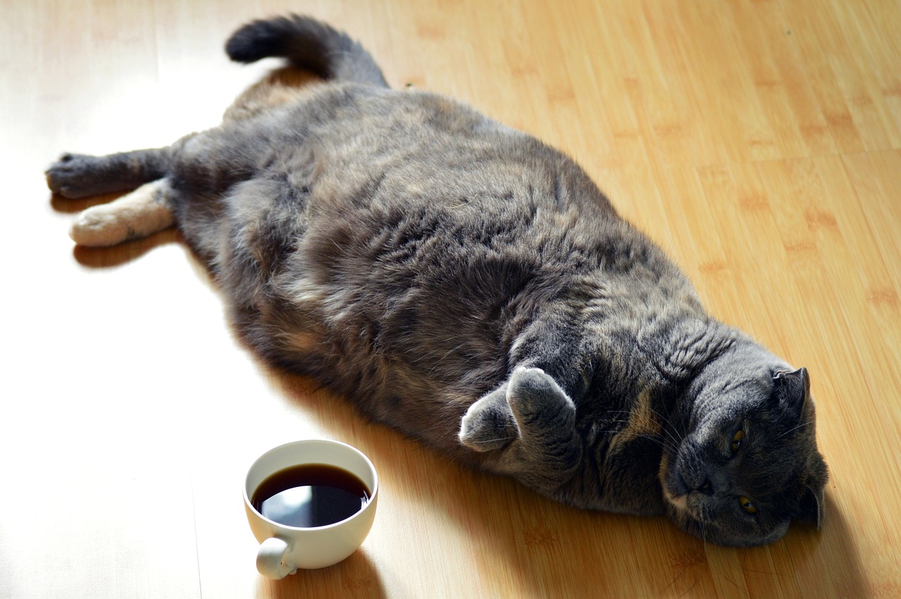 Obesity in Cats