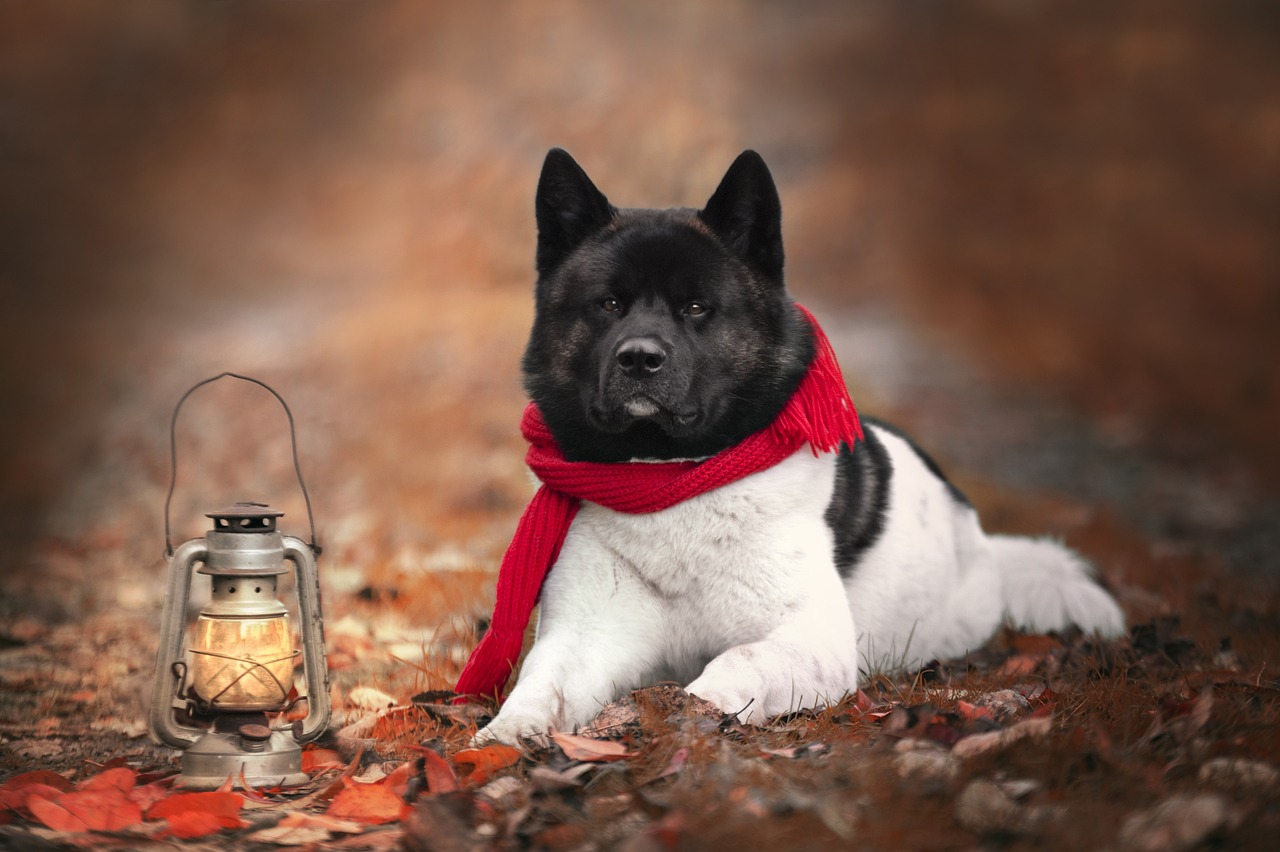 Akita Dog