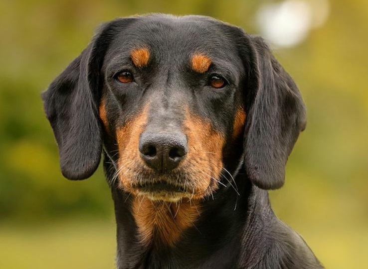 Black and Tan Coonhound