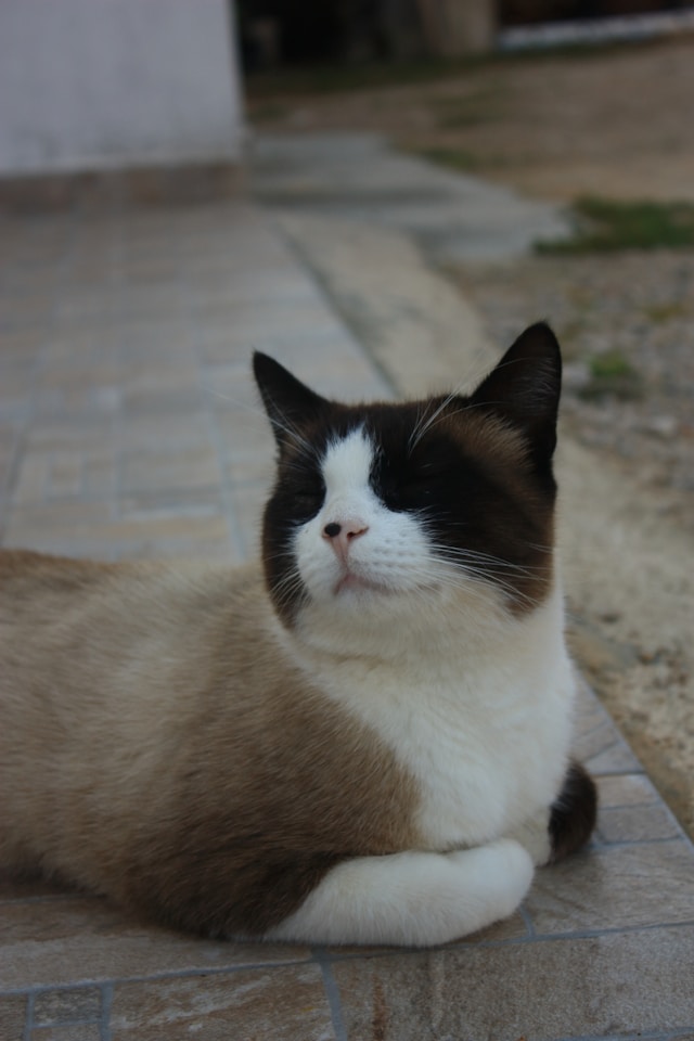 Snowshoe Cat