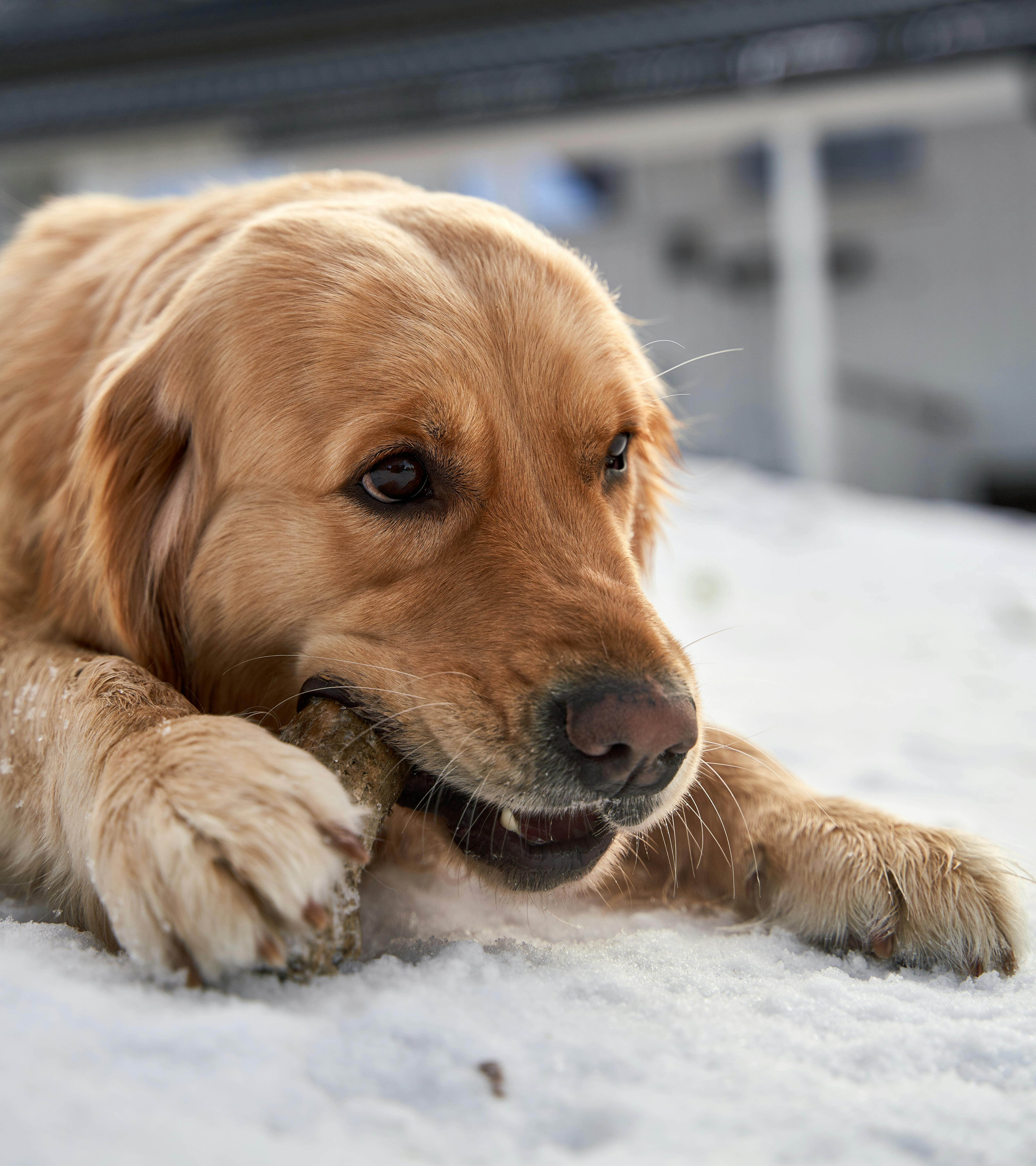 Is Chewing Bad For My Dog's Dental Health?
