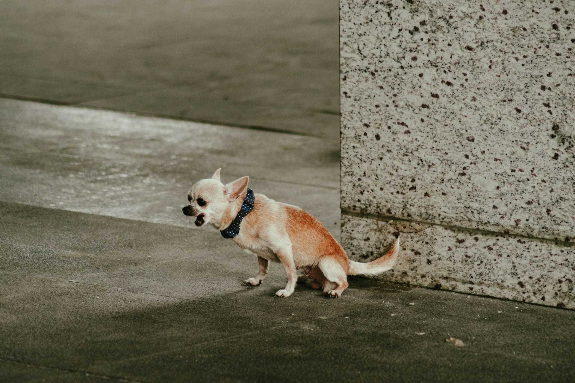 Dog accidental pooping